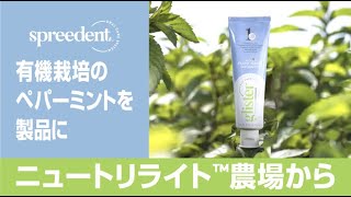 【SPREEDENT】オーラルケア製品用ペパーミントを有機農場で収穫