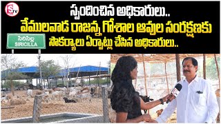 వేములవాడ రాజన్న గోశాల ఆవుల సంరక్షణకు ..| Vemulawada Rajanna Goshala | @SumanTVSiricilla