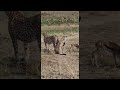 Cheetah Lessons #Wildlife | #ShortsAfrica