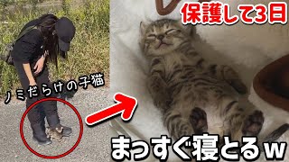 スマホより小さい子猫２匹が池に捨てられてたので連れて帰ってみた【#テオナナ日記】