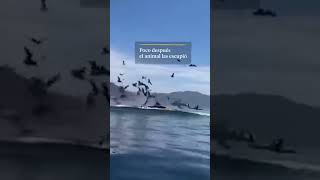 Una ballena se traga a dos turistas que hacían kayak y luego las escupe en California #shorts