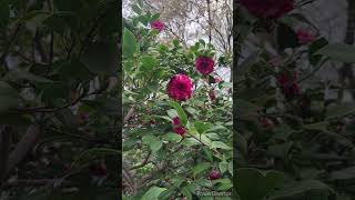 椿の花「紫絞」／CAMELLIA FLOWER \