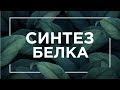 Синтез белка | ЕГЭ Биология | Даниил Дарвин