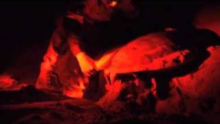 2011 Port Hedland Western Australia Turtle Nesting