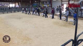 2022 Maverick County Jr. Livestock Show