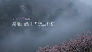 日本の美風景　身延山西山の枝垂れ桜・４K