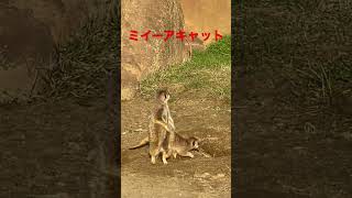 #shorts ミーアキャット　千葉市動物公園　2023年3月20日