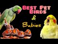 Best Pet Birds & Babies 😍 Watch this!! #best #pet #birds #cockatiel #parrot #singing