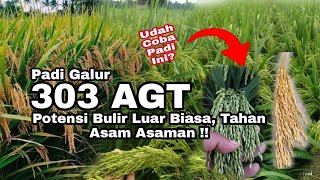 Padi 303 AGT, Potensi Bulir/Malai Luar Biasa, Tahan Asam Asaman !!