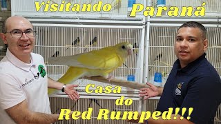 RED RUMPED DEC DOMINANTE E RECESSIVO MUTAÇÃO RARA NO TIAGO FERNANDES.