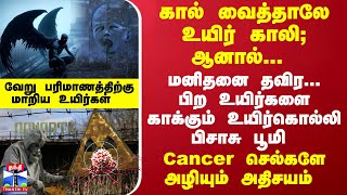 கால் வைத்தாலே உயிர் காலி; ஆனால் மனிதனை தவிர...பிற உயிர்களை காக்கும் பூமி - Cancer செல்களே அழியும்