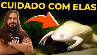 🔴A POLÊMICA RÃ ALBINA EM AQUÁRIOS ( XENOPUS LAEVIS ) |Mr. Betta|