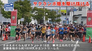 サクランボ畑を駆け抜ける　寒河江市