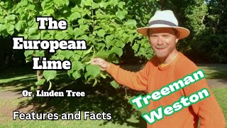 European Lime Tree Identification (Linden Tree) Features and Facts