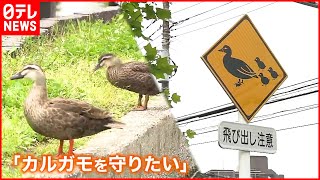 【カルガモの親子】「守りたい」…地元住民の願いに自治体が動く