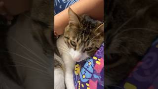 電話後の嫉妬からの独占欲猫 #猫 #cat