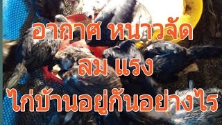 ไก่บ้าน ในวันที่อากาศ หนาวจัดลมแรง ยังสุขภาพดีหรือไม่มาชมกัน