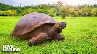 Giant Tortoise Prepare For Epic Migration | Dawn to Dusk 101