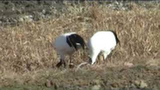 ２００９年１月８日　　岡山県自然保護センター　タンチョウ