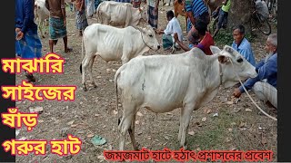 আজ ২৪ জুলাই শনিবার || মাঝারি সাইজের ষাঁড় গরুর দাম || জমজমাট হাটে হঠাৎ প্রশাসনের প্রবেশ,হাট লন্ডভন্ড