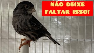 3 coisas que não podem faltar na MUDA de PENAS dos CANÁRIOS