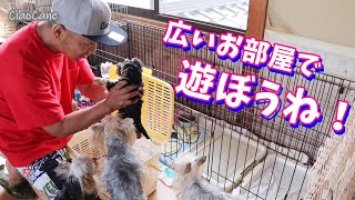 まるみえちゃん広いお部屋にお引っ越し【ヨークシャーテリア専門犬舎チャオカーネ】