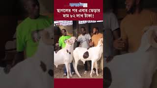 ছাগলের পর এবার ভেড়ার দাম ৮২ লাখ টাকা #news #sheep #viral #feature #jaijaidin