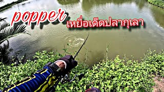 ตกปลากุเลาวังด้วยเหยื่อผิวน้ำ #ตกปลากุเลา #เหยื่อผิวน้ำ #Topwater #rapara