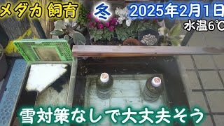 メダカ 冬 屋外 2月1日 雪対策なしで大丈夫そう めだか 飼育 越冬 水換え 餌やり ペットボトル足し水