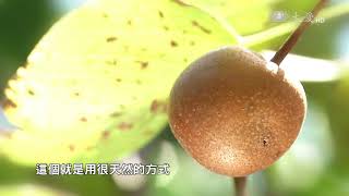 【農夫與他的田】預告 - 20170922 - 新埔照門仙楂農