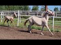 Продажа Ахалтекинских лошадей.sale of akhal teke horses.https akhaltekellc.com