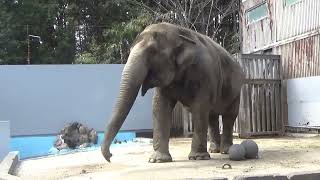 2022.3.27 宇都宮動物園☆象の宮子ちゃん