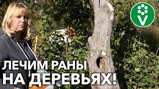 ЦЕЛЕБНАЯ ЗАМАЗКА ДЛЯ ДЕРЕВА! Заделываем ДУПЛО с биологом!