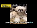 ハーブパック🌿4月のトリミング風景【かわいい】shih tzu dog with herb pack.