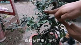 入门级的榆树盆景，通过提根来提高观赏性，游龙瓢枝也可适当利用