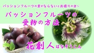 パッションフルーツの実がならないとお困りの方へ【パッションフルーツの受粉の方法】／花創人はなそうにん岐阜愛知寄せ植えハンギングバスケット教室