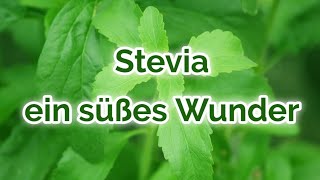 Stevia - mehr als nur eine Alternative zum Industriezucker? Wirkungen der süßen Heilpflanze