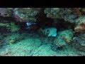 Diving at Tofo