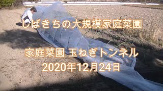 家庭菜園 玉ねぎトンネル 2020年12月24日