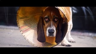 CONE SOLIDARITY: no more shame for dogs in cones!