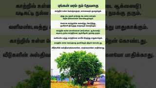 புங்கன் மரம்...