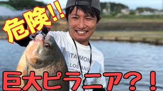 【大爆笑】おもちゃの竿で海外のアノ巨大怪魚を釣ってみたら面白すぎたｗ