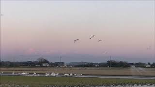 2019.12.8 千葉県印西市 白鳥の郷 本埜（もとの）の白鳥 15:50～