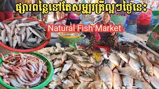 ផ្សារពន្លៃ ថ្ងៃនេះ ត្រីនៅតែសម្បូរល្អៗ || Freshwater Fish Market KH [Ep. 724]