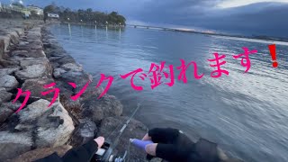 【バス釣り】春の巻物🌸いよいよスタートしました❗️ 琵琶湖　南湖　瀬田川