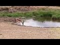 viral video how a deer outsmarts the lion