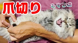 【生後2ヶ月の子猫】子猫の爪切り🙀