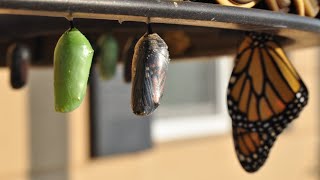 Metamorphosis: from Bug to Beauty