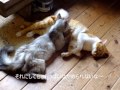 新しい猫家族！ある日突然やってきた5匹の子猫たち～8月の風景：野良猫たちの平和な午後　音楽 寺山修司『真珠』歌 内藤洋子 総指揮：秋蛇星