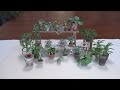 미니어처 식물 만들기 make a miniature plant art vlog eng sub